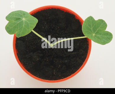 Des semis de capucines avec deux feuilles, poussant dans des sols riches en petit pot en plastique, vue ci-dessus. Banque D'Images