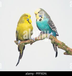 Un jaune et un bleu perruche (Melopsittacus undulatus) perché sur une branche, Close up. Banque D'Images