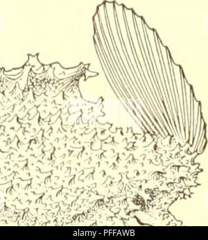 . Les poissons d'eau profonde [des îles Hawaï]. Albatros (à vapeur) ; les poissons. . Veuillez noter que ces images sont extraites de la page numérisée des images qui peuvent avoir été retouchées numériquement pour plus de lisibilité - coloration et l'aspect de ces illustrations ne peut pas parfaitement ressembler à l'œuvre originale.. Gilbert, Charles Henry, 1859-1928 ; Jordan, David Starr, 1851-1931. Washington, gouvernement. L'impression. L'arrêt. Banque D'Images