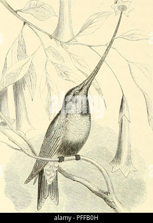 Ce texte, qui fait partie de *de Dierentuin van het Koninklijk Zoologisch Genootschap Natura Artis Magistra*, décrit diverses espèces d'oiseaux, y compris des détails sur un oiseau de Patagonie, et note les caractéristiques de l'oiseau telles que ses vocalisations profondes et ses habitudes migratoires. Banque D'Images