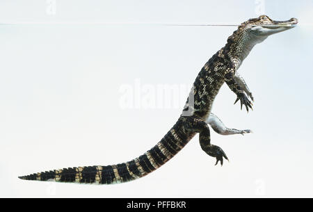 Alligator Alligator mississippiensis) (dans l'eau, la tête au-dessus de la surface, side view Banque D'Images