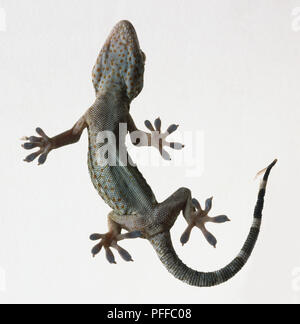Un gecko, vue de dessous Banque D'Images