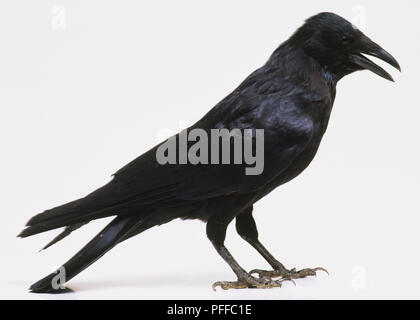 Corneille noire, Corvus corone, profil de black crow avec bec ouvert. Banque D'Images