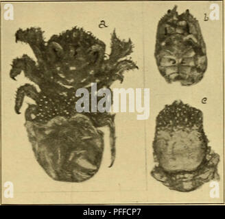 . Les crustacés décapodes des Bermudes. Leur répartition, variations, et d'habitudes. (Crustacea Decapoda). A. E.-YerrUl les crustacés décapodes des Bermudes. 429 Il semble être presque allié à marsupiaiis Hapalocarcinus Stimp- fils.* qui fait cnrions » » maisons parmi les branches du P'JcUJo- pora C'.rspirosa. Les branches de corail, dans le dernier cas, augmenter- jusqu'autour du crabe et de l'entourer, laissant plusieurs petites ouvertures pour l'entrée de l'eau et de la nourriture, mais à partir de laquelle le crabe ne peut pas émerger. Dans ce dernier, cependant, l'avant de la carapace est plat, non pliée vers le bas, et il ne se Banque D'Images