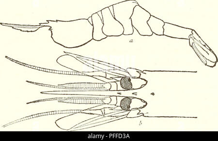 Ce catalogue scientifique décrit divers crustacés décapodes trouvés le long de la côte nord-ouest de l'Amérique du Nord. Il comprend des descriptions détaillées d'espèces telles que Spirontocaris tridens, en mettant l'accent sur leur morphologie et leur rôle écologique dans les milieux marins. Banque D'Images