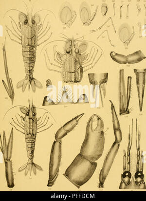 . Les Décapodes du Siboga expédition. (Crustacea Decapoda). Siboga-Fxiieditie XXXLXa^* J. G. de l'homme. Candae. X  =4, 54/ 54 fr 54. Fig. 33-33* J. G. de Man, fig. 54-54*, 5b-5st&gt ;, 56 J. F. del litiiOTvrie Obbes. v*.*":Xt".*Mi'i. Veuillez noter que ces images sont extraites de la page numérisée des images qui peuvent avoir été retouchées numériquement pour plus de lisibilité - coloration et l'aspect de ces illustrations ne peut pas parfaitement ressembler à l'œuvre originale.. L'homme, J. G. de, Johannes (Govertus. 1850-1930 ; Holthuis, L. B. Leyde, E. J. Brill Banque D'Images