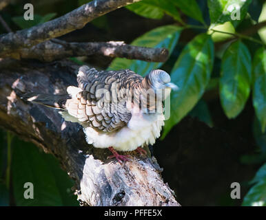 Bar-shouldered Dove (Geopelia humeralis) lissage, Julatten, Atherton, Far North Queensland, Queensland, Australie, FNQ Banque D'Images