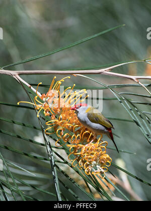 Red-browed Finch (Neochmia temporalis) grevillea pollinisateurs des fleurs, Julatten, Atherton, Far North Queensland, Queensland, Australie, FNQ Banque D'Images