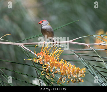 Red-browed Finch (Neochmia temporalis) perché sur grevillea fleurs, Julatten, Atherton, Far North Queensland, Queensland, Australie, FNQ Banque D'Images