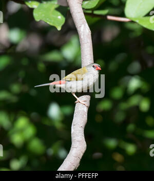 Portrait of a red-browed Finch (Neochmia temporalis) perché sur une branche, Julatten, Atherton, Far North Queensland, Queensland, Australie, FNQ Banque D'Images