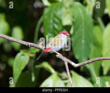 Portrait of a red-browed Finch (Neochmia temporalis) perché sur une branche, Julatten, Atherton, Far North Queensland, Queensland, Australie, FNQ Banque D'Images