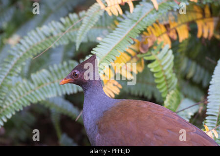 Portrait d'un Scrubfowl ã pieds Orange (Megapodius reinwardt, Julatten), Atherton, Far North Queensland, Queensland, Australie, FNQ Banque D'Images