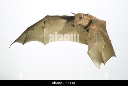 L'Epauletted Franquet Epomops franqueti (Bat) en vol, vue de côté Banque D'Images