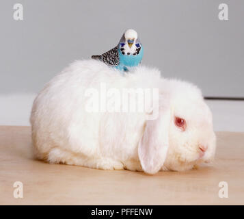 Floppy eared lapin blanc (Leporidés) avec bleu Perruche ondulée (Melopsittacus undulatus) à l'arrière, vue de côté. Banque D'Images