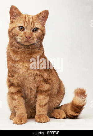 Une petite ginger tabby assis sur ses cuisses. Banque D'Images
