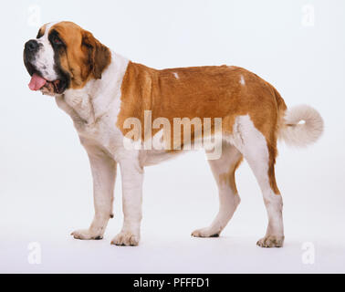 St Bernard (Canis familiaris) debout, vue de côté. Banque D'Images