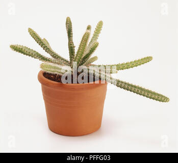 Selenicerus grandiflorus, Reine de la nuit, en pot en terre cuite, tiges épineuses nervurés, les cactus. Banque D'Images