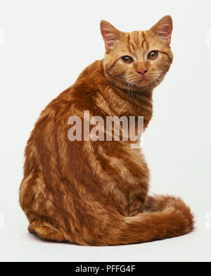 RED CLASSIC TABBY CAT SITTING À LA TOUR aux cheveux courts Banque D'Images