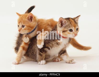 Deux chatons tabby, jouant les deux colliers portant avec nom-tags, jouer, ginger kitten tabby montée au chaton, vue de face. Banque D'Images