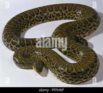 Également connu sous le nom de l'Anaconda du Paraguay, ce puissant constrictor est jaune avec des lignes longitudinales de taches noires sur le corps et un noir, flèche à trois volets sur le dessus de la tête. Banque D'Images