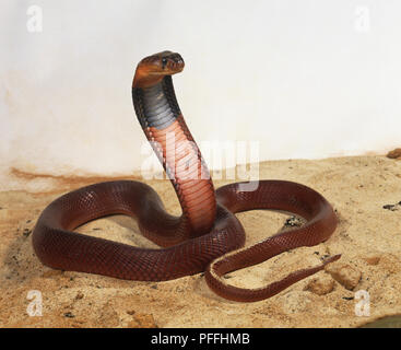 Ce cobra est rose-saumon à rouge corail avec une large bande noire autour du cou. Il a une petite tête ronde et de grands yeux ronds avec les élèves ; une larme noir marquage est présent sous chaque œil. Banque D'Images