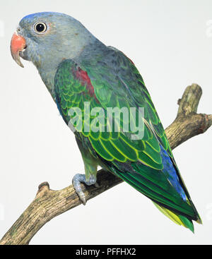 Vue arrière d'un Blue-Rumped Perroquet, perché sur une branche, avec la tête de profil, montrant bill rouge, gris-bleu, vert-olive tête plumage de l'aile avec bordure jaune-verdâtre, tectrices caudales de bleu profond, et gris pieds et jambes. Banque D'Images