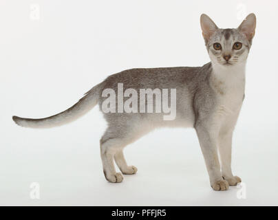 Chaton Abyssin Black Silver avec ventre blanc et noir ticking, debout, vue de côté. Banque D'Images