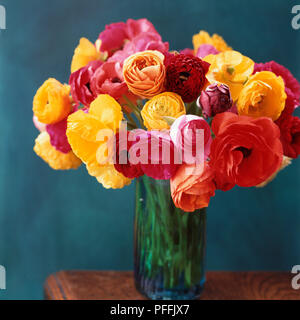 Rouge, jaune et rose Ranunculus debout dans vase vert sur une table en bois, fond bleu foncé. Banque D'Images