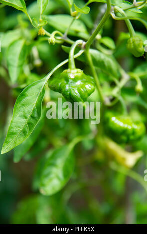 Piment Scotch Bonnet Rouge plant growing in garden pot encore vert que mûrit sur les plantes . Utilisé pour la cuisson avec une saveur de habanero Banque D'Images