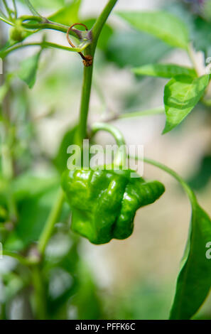 Piment Scotch Bonnet Rouge plant growing in garden pot encore vert que mûrit sur les plantes . Utilisé pour la cuisson avec une saveur de habanero Banque D'Images