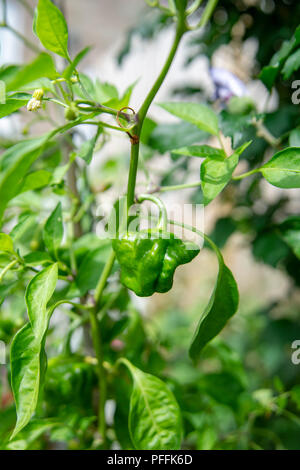 Piment Scotch Bonnet Rouge plant growing in garden pot encore vert que mûrit sur les plantes . Utilisé pour la cuisson avec une saveur de habanero Banque D'Images