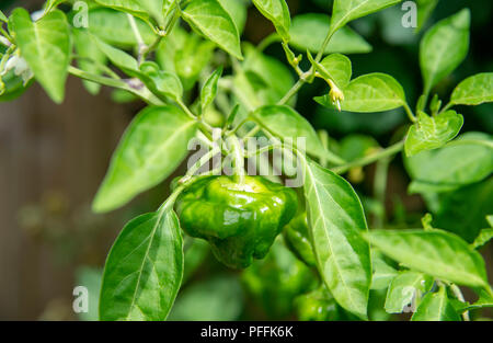 Piment Scotch Bonnet Rouge plant growing in garden pot encore vert que mûrit sur les plantes . Utilisé pour la cuisson avec une saveur de habanero Banque D'Images