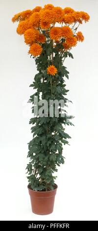 Chrysanthemum 'gagner' en pleine floraison avec des fleurs orange et l'abondance de feuilles vertes Banque D'Images