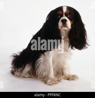 Le noir et blanc Cavalier King Charles Spaniel avec brown sourcils et joues assis, coudé vue avant. Banque D'Images