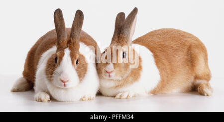 Deux lapins blancs et bruns (Oryctolagus cuniculus) située à côté de l'autre, en regardant la caméra. Banque D'Images