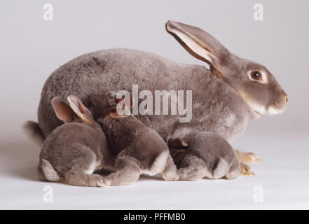Femelle gris Lapin (Oryctolagus cuniculus) suckling trois chatons, vue de côté. Banque D'Images