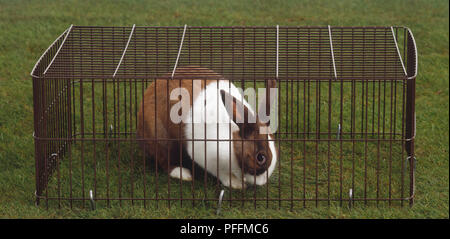 Brown et blanc Lapin (Oryctolagus cuniculus) à l'intérieur de pâturage floorless panier métallique placé sur pelouse, side view Banque D'Images