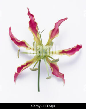 Gloriosa superba gloire (Lily), capitule, close-up Banque D'Images