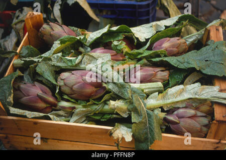 L'Italie, Rome, une boîte en bois rempli d'artichauts frais, une spécialité romaine. Banque D'Images