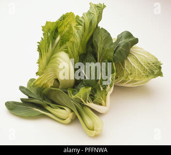 Brassica oleracea, gros-dirigé le chou chinois et deux variétés à feuilles Banque D'Images