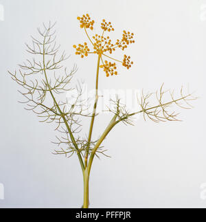 Fenouil (Foeniculum vulgare), ombelles de fleurs jaunes et feuilles fines, close-up Banque D'Images