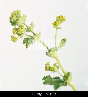 Alchémille (Alchemilla xanthochlora), tige avec feuilles et fleurs jaunes Banque D'Images