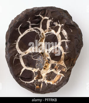 Concrétion Septarian Septarian ou nodule en argile, close-up Banque D'Images