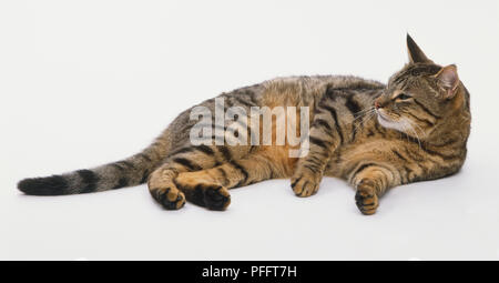 Brown Tabby chat (Felis catus) couché sur le côté et jusqu'à la Banque D'Images