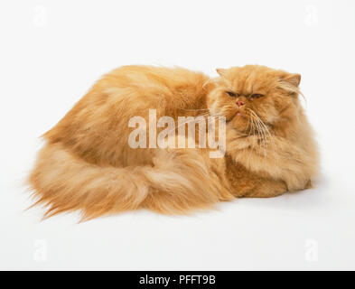 Auto rouge Longhair chat (Felis catus) lying recroquevillé, side view Banque D'Images