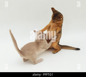Deux chatons Abyssins (Felis catus) jouer combats, high angle view Banque D'Images