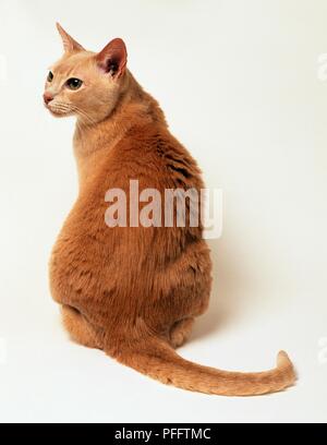 Le gingembre cat sitting, vue arrière Banque D'Images