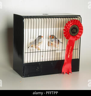 Deux diamants mandarins (Taeniopygia guttata) dans une cage avec une rosette, épinglé à bars, side view Banque D'Images