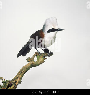 White-Crested (Garrulax Leucolophus Jay), la suppression de la direction générale des oiseaux perchés sur Banque D'Images