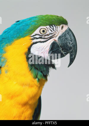 Chef de bleu et jaune Macaw (Ara ararauna), close up, side view Banque D'Images